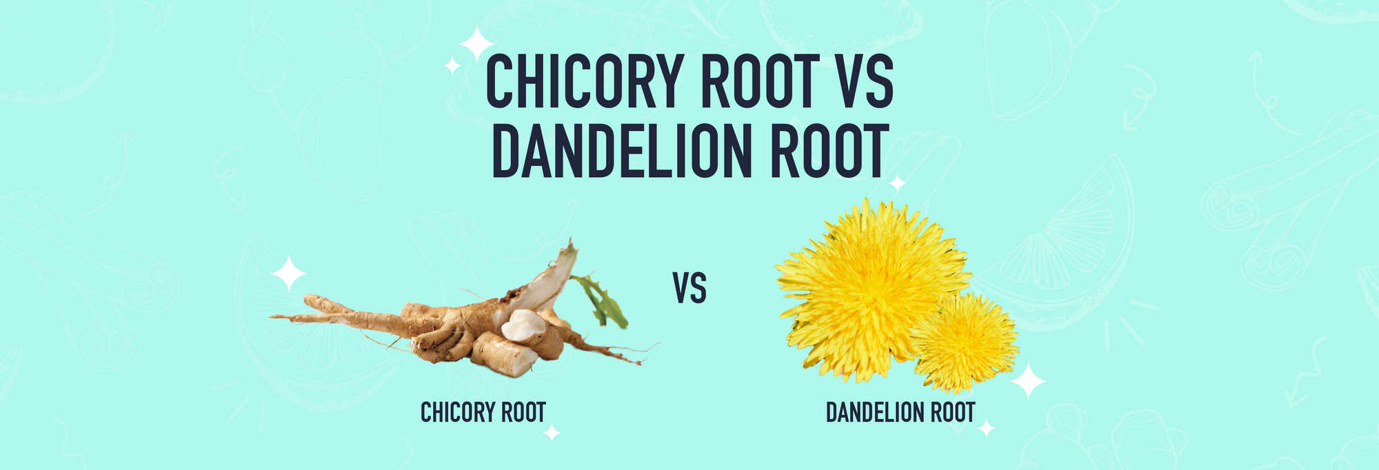Chicory VS Dandelion – How Do They Compare?